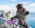Bild: Frank Rumpenhorst
Quasi die Schutztiere der Kronkolonie: Laut einer alten Legende weht der Union Jack über Gibraltar, solange die Affen über den Felsen turnen.