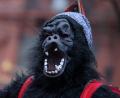 Bild: Fredrik von Erichsen
Die Amberger Polizei hat den Fall um den Masskrug werfenden Gorilla beim Riedener Faschingsumzug gelöst.