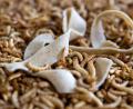 Symbolbild: Marijan Murat/dpa
Eine Nudel auf getrockneten Larven des Getreideschimmelkäfers. Wird Insektenmehl künftig in vielen Lebensmitteln verwendet?