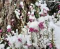 Bild: Claudia Bruckner &lt;cbruckner34@gmail.com&gt;
Zum Märzanfang kommt der Winter noch einmal zurück.