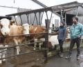Bild: Gabi Schönberger
Thomas Weig und seine Tochter Steffi haben Freude an ihren Kühen. Die Familie bewirtschaftet einen Ökolandbetrieb in Finstermühle. Im Winter sind die Milchkühe mitunter im Cuchetten-Laufstall untergebracht.