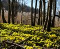 Bild: do
Frühlingsrauschen im Bruchwald an der Creußen.
