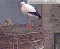 Screenshot: Webcam Stadt Weiden
Der angestammte Weidener Storch trotzt dem Regen und wartet auf die Ankunft des Weibchens.