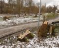 Bild: rn
Der Baumbestand östlich des Generationenparks muss Neugestaltungsvorhaben weichen.