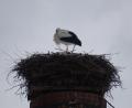 Bild: gis
Storch "Rudi" ist zurück in Mehlmeisel.