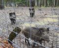 Bild: bey
Die Wildschweine bekommen ihr Futter künftig von einem Futtermittelhändler entsprechend den Vorgaben des Veterinäramtes beim Landratsamt Neustadt/WN.