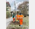 Bild: Stadt Weiden i.d.OPf. / Martin Scheidler/exb
Die Stadtgärtnerei pflanzte neue Kopfweiden am Kirchsteig