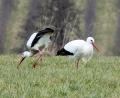 Bild: bey
In den Wiesen am Zottbach nahe Pleystein fühlen sich die beiden Störche recht wohl.