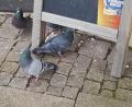 Bild: Tobias Gräf
Die gelblichen Körner lassen keinen Zweifel: Trotz Verbot werden in der Sulzbach-Rosenberger Innenstadt - wie hier vor der Weinstube "Centro" - Tauben gefüttert.