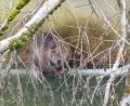 Bild: Landratsamt Wunsiedel/exb
Der Biber kam nicht mehr aus dem Absetzbecken.