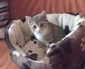 Bild: hka
Lilly mag ihr weiches Katzenbett.