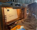 Bild: David Scherf/exb
Das ist doch mal außergewöhnlich. Am 26. März sitzt beim Gottesdienst in der Erlöserkirche Chewbacca an der Orgel.