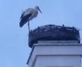 Bild: Eva Bogner
Der Storch ist da: Kaum war die Nisthilfe auf dem Bootshaus montiert, hat sich der Storch die mögliche Behausung schon angesehen.