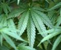Symbolbild: Oliver Berg/dpa
Die Grenzpolizei Waldsassen kontrollierte am Freitag, 24. März, einen 79-Jährigen. Dieser war mit rund 2 Kilogramm Marihuana unterwegs.