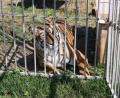 Bild: exb/Polizei Vohenstrauß
Vorübergehend lebten sechs sibirische Tiger im Gut Aiderbichl in Eslarn. Sie waren samt Dompteur dorthin gebracht worden.