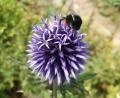 Bild: ads
Die Kugeldistel ist mit ihrem reichen Angebot an Pollen und Nektar eine Nahrungsquelle für Insekten.