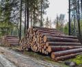 Bild: Susanne Forster
Im Wald der Stadt Bärnau und der Kommunal-GmbH läuft derzeit Frischholzeinschlag. Was heuer sonst noch ansteht und wie das Betriebsjahr 2022 ausfiel, erläuterten Förster Patrick Mauerer und Stefan Gradl im Stadtrat.