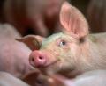 Symbolbild: Jens Büttner/dpa
Etwa sieben Wochen alt ist dieses Schwein auf dem Symbolbild. In diesem Alter werden viele Tiere geschlachtet und kommen als Spanferkel auf den Markt.