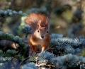Bild: Sonja Kreil/exb
Auch im Landkreis Schwandorf werden Daten über Eichhörnchen gesammelt.