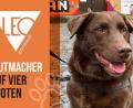 Bild: Julia Hammer / Grafik Redaktion Magazine
Hund Janosch begleitet Andreas Felser bei seinem Projekt im Jugendzentrum Plan B in Weiden. Dabei fungiert er als Türöffner für die Jugendlichen.