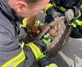 Bild: Feuerwehr Dortmund
Feuerwehrmänner haben den Gullydeckel angehoben und befreien ein Eichhörnchen