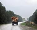 Symbolbild: Andreas Stein/dpa
Die Straße zwischen Plößberg und Pilmersreuth an der Straße ist nicht überlastet. Das ist das Ergebnis einer Verkehrsuntersuchung, die im Zusammenhang mit der Betriebserweiterung der Ziegler-Group am Hauptstandort Betzenmühle steht.