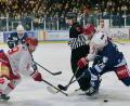 Bild: Elke Englmaier
Auch das dritte Play-off-Halbfinale zwischen den Blue Devils Weiden (im Bild Roman Kechter im blauen Trikot) war eine äußerst hartumkämpfte Partie.