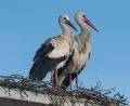 Bild: Roland Bönisch/exb
Auf einem der beiden Kamine am Rotter-Areal in Waldsassen hat ein Storchenpaar ein Nest gebaut. Die neuen Nachbarn sind die Attraktion Am Hamannsgarten.