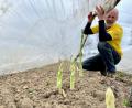 Bild: Gabi Schönberger
Ein Drittel der Gesamtanbaufläche hat Reinhard Brunner auf seinem Hof in Neubau bei Weiden für den Grünspargel (Foto) reserviert. Für den weißen Spargel hofft er noch auf ein paar Sonnentage.