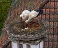 Bild: s.steinkohl@gmx.de
Der Storchenhorst in Falkenberg ist wieder besetzt. Auch Eier befinden sich bereits im Nest.