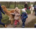 Bild: exb/Kaube
Immer schön aufpassen beim Marsch mit den flauschigen Wanderpartnern.