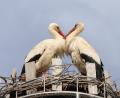 Bild: Hans Lenk/exb
Storch in Friedenfels.