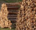 Symbolbild: Soeren Stache/dpa
6700 Festmeter Holz sollen 2023 im Auerbacher Bürgerwald geschlagen werden.