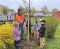 Bild: Regina Schiffmann/exb
Peter Jacobey pflanzte die Linde zusammen mit Spenderin Luise Burger und weiteren Kindern im Garten des Kinderhauses St. Hedwig ein.
