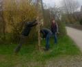 Bild: dob
Dieter Mittelmeier, Rudi Loth und Karl Nößner (von links) stellen im Baugebiet „Breite Wiesen“ den nach eigener Aussage "nachhaltigsten Maibaum" auf.