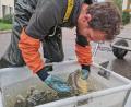 Archivbild: Portner
Fische lieben klares Wasser, so wie beim Abfischen in der Fischzuchtanlage Heberlein in Plechhammer bei Oberviechtach. Doch im Juli vergangenes Jahres floss verunreinigtes Wasser in einen Teich.