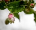 Bild: Peter Mueller
Kirschblüten gehören zu den bekanntesten Frühjahrsmotiven. Aber auch die Knospen und Blüten von Apfelbäumen sind ein lohnendes Motiv. 