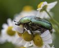 Bild: Robert Günther/dpa
Der Rosenkäfer hilft bei der Bestäubung von Blüten. Dafür braucht er aber vom Gartenbesitzer auch Pflanzen, die ihm Nektar als Nahrung bieten.