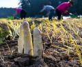 Bild: Petra Hartl
Die weißen Köpfe schauen aus der Erde: Auf dem Laubhof im Landkreis Amberg-Sulzbach läuft die Spargelernte.