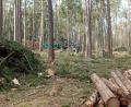 Bild: lue
Im Waldnaabtal werden aktuell viele Bäume abgeholzt. Wanderer, die über Falkenberg in das Naturschutzgebiet laufen, sehen dort vermehrt lichte Stellen im Wald. Zudem werden Wege für Wanderer und Radfahrer saniert.