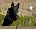 Bild: Franz Gulz/exb
Bei Zuchtschauen beteiligen sich die Züchter mit ihren Hunden auch immer wieder an Wettkämpfen.