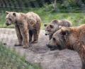 Bild: Uwe Lein/dpa
Bären im eingezäunten Gnadenhof in Bad Füssing.