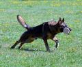 Symbolbild: ads
Ein Mann hat auf einem Feld im Landkreis Tirschenreuth eine Trainingsfährte für seinen Hund gelegt. Als der Landwirt ihn darum bat, das Feld zu verlassen, gerieten die beiden mit Fäusten und einem Messschieber aneinander.