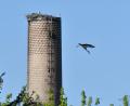 Bild: Petra Hartl
Da fliegt er aus, der erste Amberger Storch (der Neuzeit). Auf dem Schlot von Guss Auer hat er sich ein Nest gebaut.