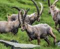 Bild: Nationalpark Hohe Tauern/dpa
Seit eine Herde Steinböcke 1960 im Nationalpark Hohe Tauern ausgesetzt wurde, hat sich ihr Bestand sehr schnell entwickelt.