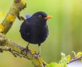 Bild: Hösamer
Die Amsel ist in beinahe allen Gärten im Landkreis Schwandorf anzutreffen. Das belegen die Ergebnisse die Zählaktion "Stunde der Gartenvögel" des Landesbunds für Vogelschutz (LBV).