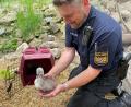 Bild: Verkehrspolizeiinspektion Bamberg/dpa
Ein Polizist hält ein Schwanenküken in den Händen.