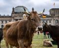 Bild: Paul Zinken/dpa
Protest-Aktion vor dem Reichstag. Immer weniger Rinder habe Zugang zu einer Weide. Darauf machen Greenpeace und die Arbeitsgemeinschaft bäuerliche Landwirtschaft aufmerksam.