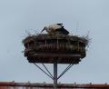 Bild: hme
In den Pausen des Ausbrütens der Eier betreibt der Storch Nestpflege.