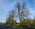 Bild: sne
Die Linden am Ortseingang sollen gerettet werden.